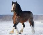 Vladimir άλογο καταγωγής Ρωσίας